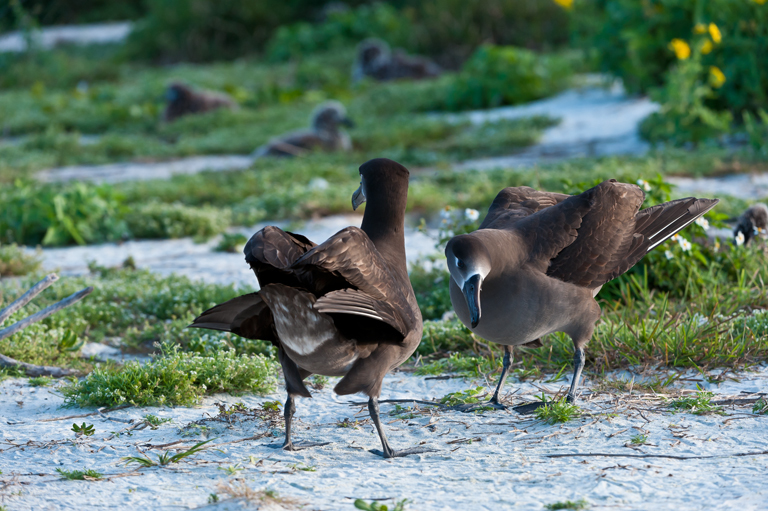 Image of Black-footed Albatross