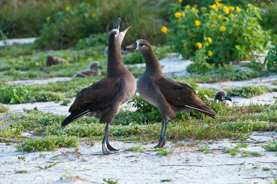 Image of Black-footed Albatross