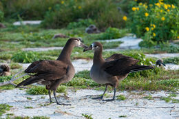 Image of Black-footed Albatross