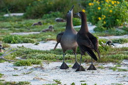 Image of Black-footed Albatross