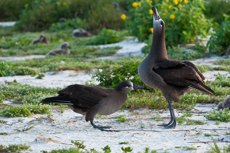 Image of Black-footed Albatross