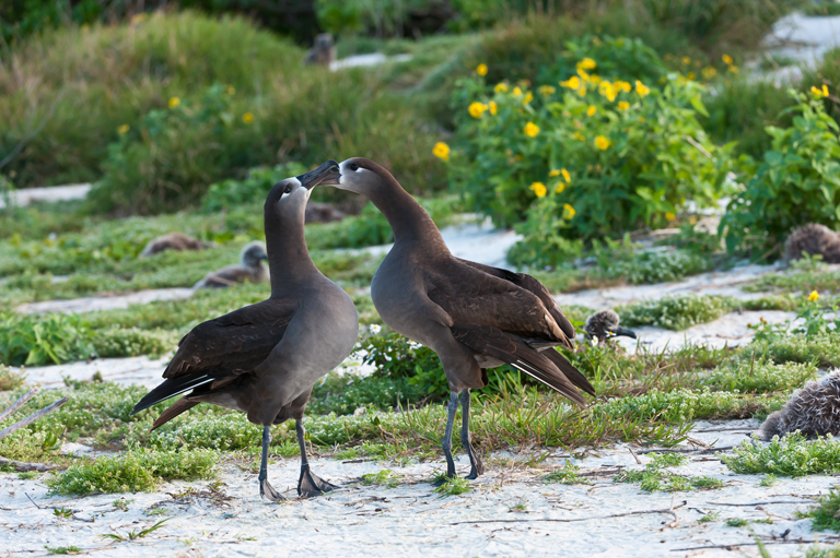 Image of Black-footed Albatross