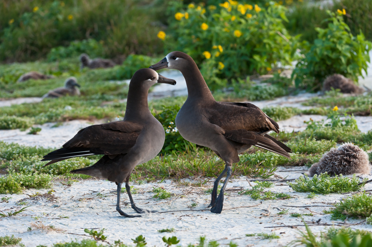 Image of Black-footed Albatross