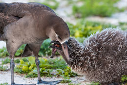 Image of Black-footed Albatross