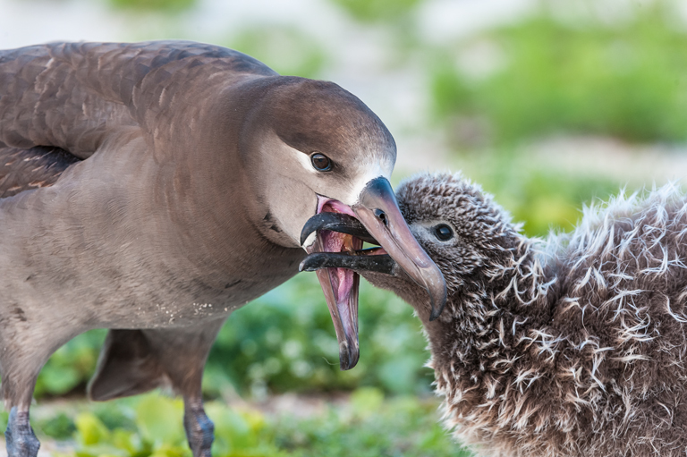 Image of Black-footed Albatross