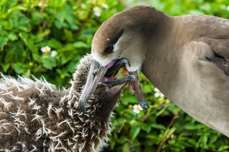 Image of Black-footed Albatross