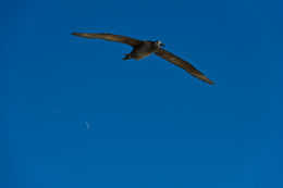 Image of Black-footed Albatross