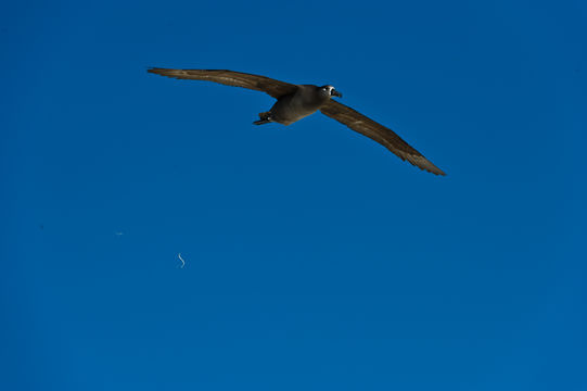 Image of Black-footed Albatross