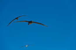 Image of Black-footed Albatross