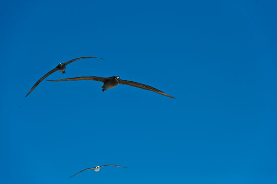 Image of Black-footed Albatross