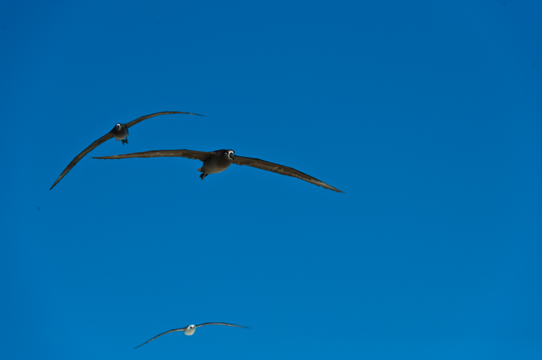 Image of Black-footed Albatross