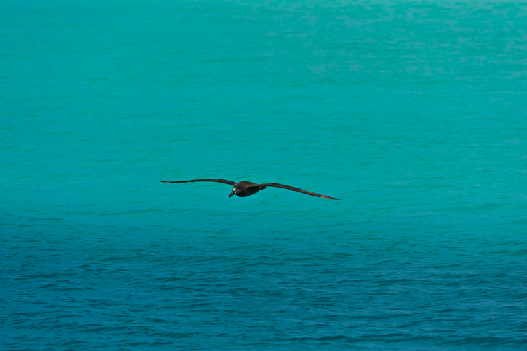 Image of Black-footed Albatross