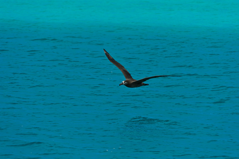 Image of Black-footed Albatross