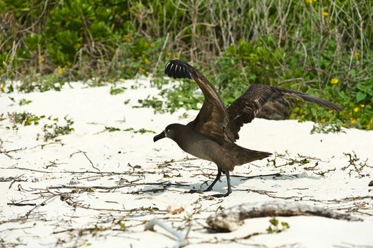 Image of Black-footed Albatross