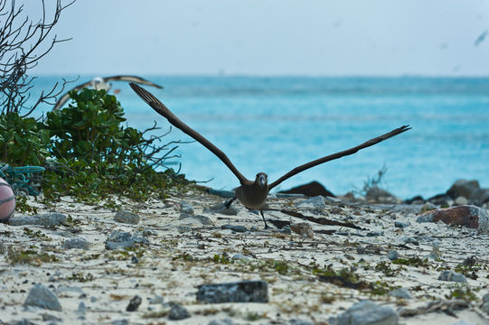 Image of Black-footed Albatross