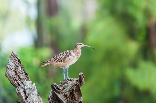 Image of Bristle-thighed Curlew