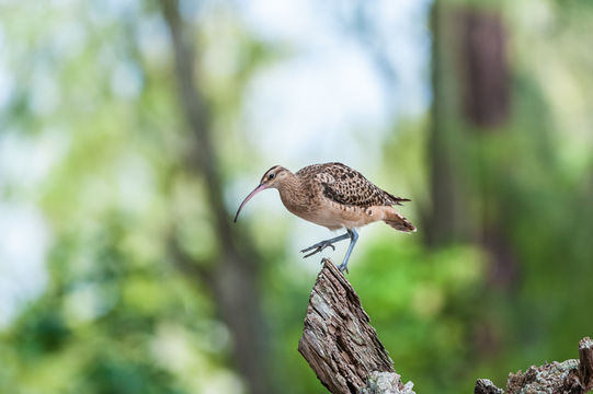 Image of Bristle-thighed Curlew