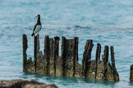 Image of Brown Booby