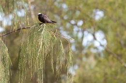 Image of Brown Noddy