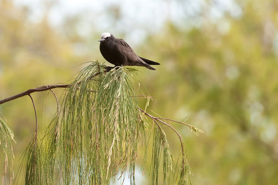 Image of Brown Noddy