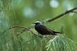 Image of Brown Noddy