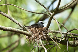 Image of Brown Noddy