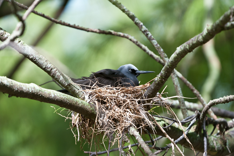 Image of Brown Noddy