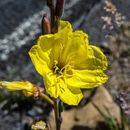 Oenothera stricta Link的圖片