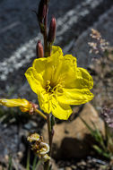 Imagem de Oenothera stricta Link