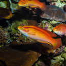 Image of Flame wrasse