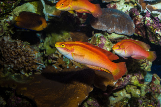 Image of Flame wrasse