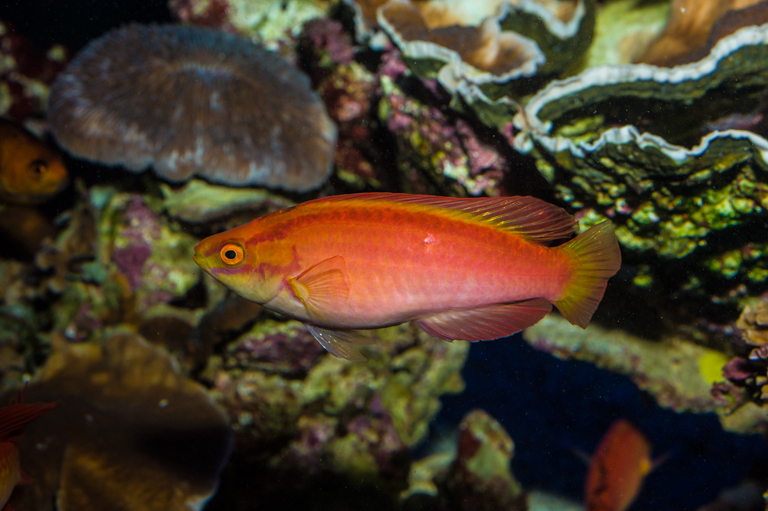 Image of Flame wrasse