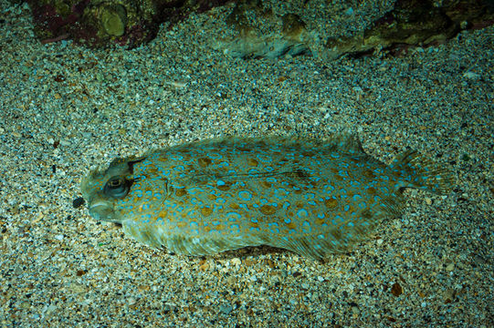 Image of Flowery Flounder