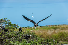 Image of Great Frigatebird