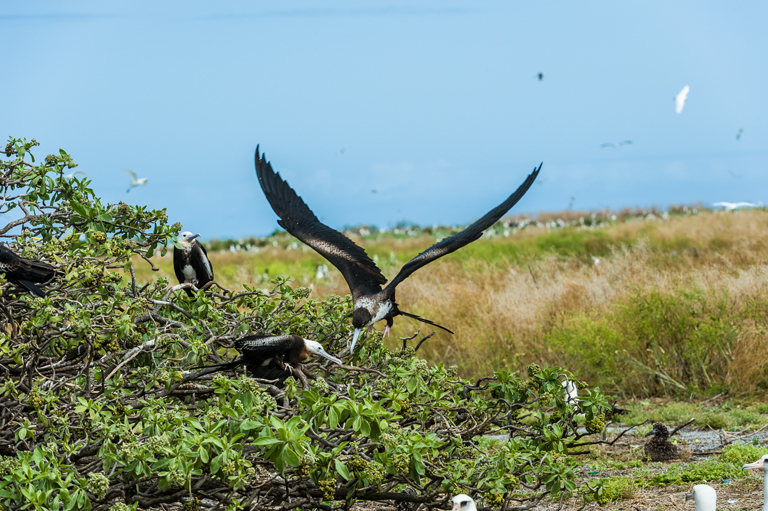 Image of Great Frigatebird