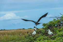 Image of Great Frigatebird