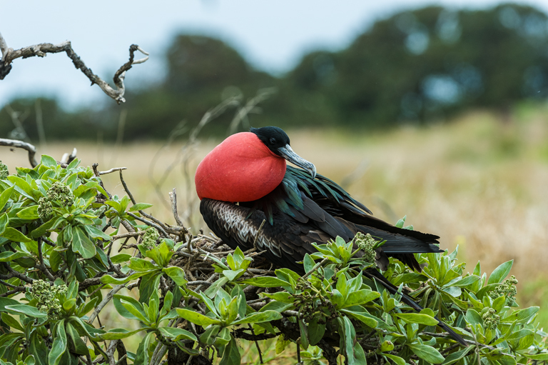 Image of Great Frigatebird