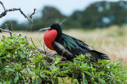 Image of Great Frigatebird