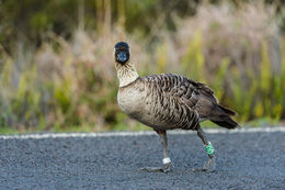 Image of Hawaiian Goose