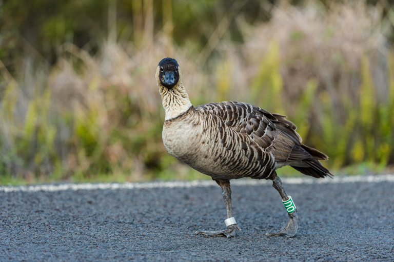 Imagem de Branta sandvicensis (Vigors 1834)