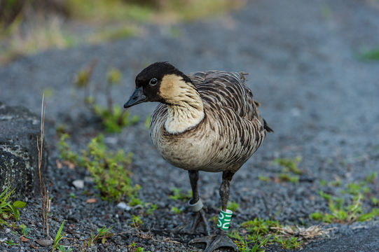 Plancia ëd Branta sandvicensis (Vigors 1834)