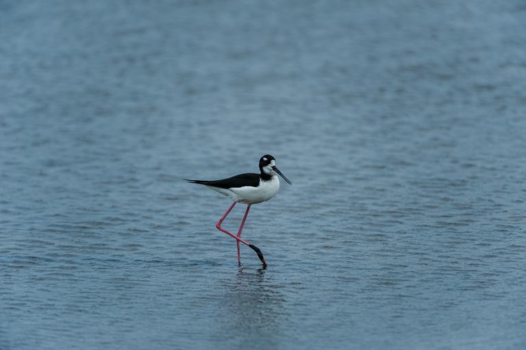 Image of Black-necked Stilt