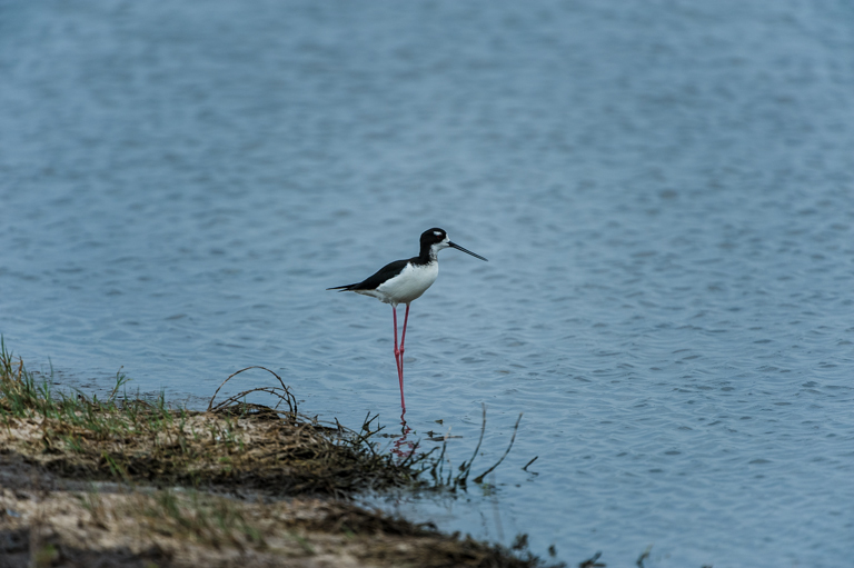 Image of Black-necked Stilt