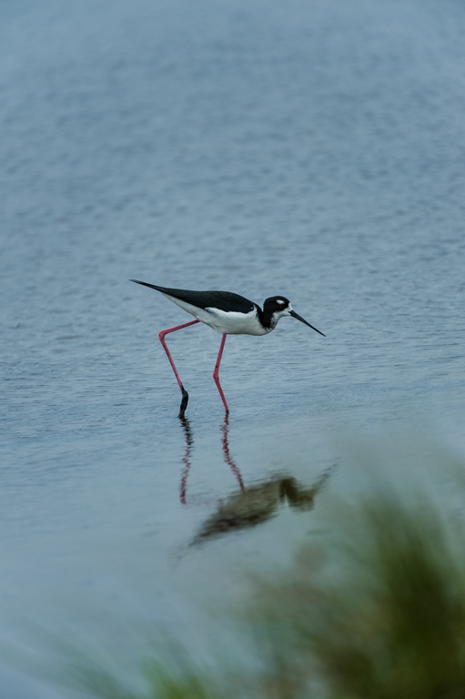 Image of Black-necked Stilt