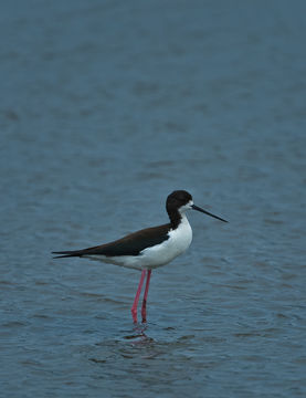 Image of Black-necked Stilt