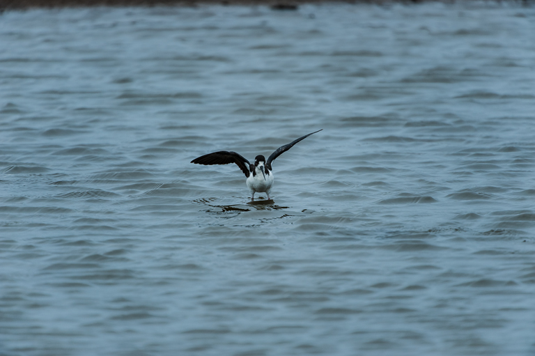 Image of Black-necked Stilt