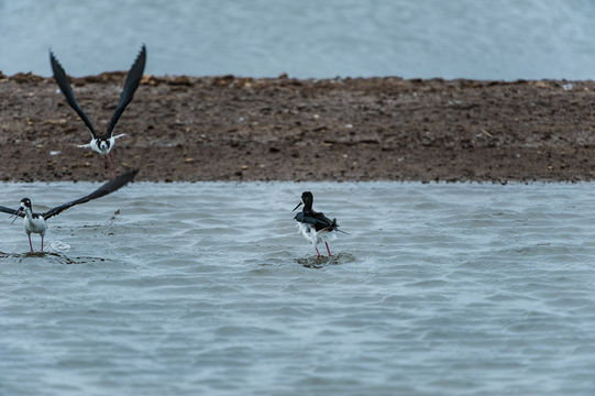 Image of Black-necked Stilt