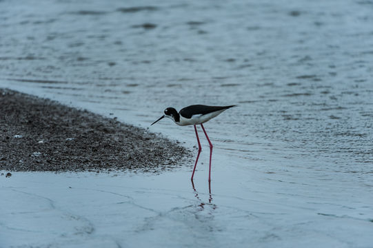 Image of Black-necked Stilt