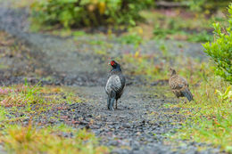 Image of Kalij Pheasant