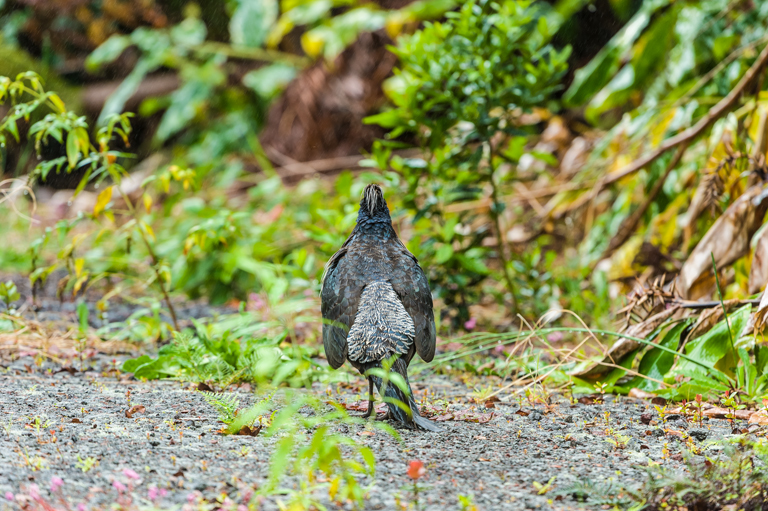 Image of Kalij Pheasant